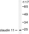 CLDN11 / Claudin 11 Antibody - Western blot of Claudin 11 (S198) pAb in extracts from mouse brain.
