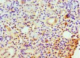 CLDN14 / Claudin 14 Antibody - Immunohistochemistry of paraffin-embedded human pancreas tissue using antibody at 1:100 dilution.