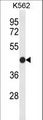CLDN15 / Claudin 15 Antibody - Western blot of CLDN15 Antibody in K562 cell line lysates (35 ug/lane). CLDN15 (arrow) was detected using the purified antibody.