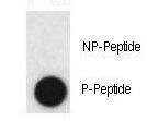 CLDN2 / Claudin 2 Antibody - Dot blot of anti-Phospho-CLDN2-pY224 Antibody on nitrocellulose membrane. 50ng of Phospho-peptide or Non Phospho-peptide per dot were adsorbed. Antibody working concentrations are 0.5ug per ml.