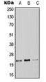 CLDN9 / Claudin 9 Antibody - Western blot analysis of Claudin 9 expression in A549 (A); Raw264.7 (B); PC12 (C) whole cell lysates.