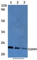 CLDN9 / Claudin 9 Antibody - Western blot of Claudin-9 antibody at 1:500 dilution Line1:HeLa whole cell lysate Line2:H9C2 whole cell lysate Line3:Raw264.7 whole cell lysate.