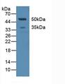 CLEC4M / L-SIGN / CD299 Antibody - Western Blot; Sample: Human Serum.