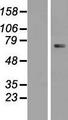 CLLP / CTNNAL1 Protein - Western validation with an anti-DDK antibody * L: Control HEK293 lysate R: Over-expression lysate