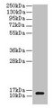 clpS Antibody - Western blot All lanes: ATP-dependent Clp protease adapter protein ClpS antibody at 2µg/ml + DH5a whole cell lysate Secondary Goat polyclonal to rabbit IgG at 1/10000 dilution Predicted band size: 12 kDa Observed band size: 12 kDa