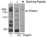 CLSPN / Claspin Antibody - Detection of Human Claspin by Western Blot. Sample: Whole cell lysate (20 ug) from HeLa cells. Antibody: Affinity Purified Rabbit anti-Claspin used at 1 or 0.5 ug/ml with (+) or without (-) blocking peptide. Detection: Chemiluminescence.