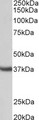 CLU / Clusterin Antibody - CLU antibody (0.3 ug/ml) staining of Mouse Testis lysate (35 ug protein in RIPA buffer). Primary incubation was 1 hour. Detected by chemiluminescence.