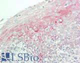 CLU1 / KIAA0664 Antibody - Human Tonsil: Formalin-Fixed, Paraffin-Embedded (FFPE)