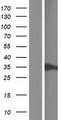 CMSS1 Protein - Western validation with an anti-DDK antibody * L: Control HEK293 lysate R: Over-expression lysate
