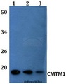 CMTM1 Antibody - Western blot of CMTM1 antibody at 1:500 dilution. Lane 1: HEK293T whole cell lysate. Lane 2: Raw264.7 whole cell lysate. Lane 3: H9C2 whole cell lysate.