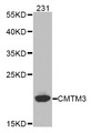CMTM3 Antibody - Western blot analysis of extracts of 231 cells.