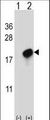 CMTM7 / CKLFSF7 Antibody - Western blot of CMTM7 (arrow) using rabbit polyclonal CMTM7 Antibody. 293 cell lysates (2 ug/lane) either nontransfected (Lane 1) or transiently transfected (Lane 2) with the CMTM7 gene.