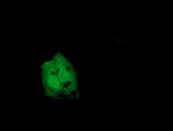 CNDP1 Antibody - Anti-CNDP1 mouse monoclonal antibody immunofluorescent staining of COS7 cells transiently transfected by pCMV6-ENTRY CNDP1.