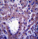 CNIH1 / CNIH Antibody - CNIH Antibody immunohistochemistry of formalin-fixed and paraffin-embedded human liver tissue followed by peroxidase-conjugated secondary antibody and DAB staining.