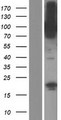 CNKSR1 Protein - Western validation with an anti-DDK antibody * L: Control HEK293 lysate R: Over-expression lysate