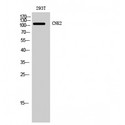 CNKSR2 Antibody - Western blot of CNK2 antibody