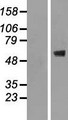 CNOT2 Protein - Western validation with an anti-DDK antibody * L: Control HEK293 lysate R: Over-expression lysate