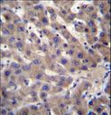 CNTLN Antibody - CNTLN Antibody immunohistochemistry of formalin-fixed and paraffin-embedded human liver tissue followed by peroxidase-conjugated secondary antibody and DAB staining.