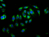 CNTN1 / gp135 / Contactin 1 Antibody - Immunofluorescence staining of A549 cells at a dilution of 1:66, counter-stained with DAPI. The cells were fixed in 4% formaldehyde, permeabilized using 0.2% Triton X-100 and blocked in 10% normal Goat Serum. The cells were then incubated with the antibody overnight at 4 °C.The secondary antibody was Alexa Fluor 488-congugated AffiniPure Goat Anti-Rabbit IgG (H+L) .