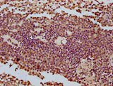COA3 / CCDC56 Antibody - Immunohistochemistry Dilution at 1:500 and staining in paraffin-embedded human spleen tissue performed on a Leica BondTM system. After dewaxing and hydration, antigen retrieval was mediated by high pressure in a citrate buffer (pH 6.0). Section was blocked with 10% normal Goat serum 30min at RT. Then primary antibody (1% BSA) was incubated at 4°C overnight. The primary is detected by a biotinylated Secondary antibody and visualized using an HRP conjugated SP system.