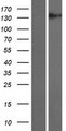 COBL Protein - Western validation with an anti-DDK antibody * L: Control HEK293 lysate R: Over-expression lysate