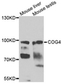 COG4 Antibody - Western blot analysis of extracts of various cells.