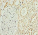 COG4 Antibody - Immunohistochemistry of paraffin-embedded human kidney tissue at dilution 1:100