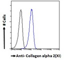 COL11A2 / Collagen XI Antibody - Goat Anti-collagen type XI alpha 2 Antibody Flow cytometric analysis of paraformaldehyde fixed A431 cells (blue line), permeabilized with 0.5% Triton. Primary incubation 1hr (10ug/ml) followed by Alexa Fluor 488 secondary antibody (1ug/ml). IgG control: Unimmunized goat IgG (black line) followed by Alexa Fluor 488 secondary antibody.