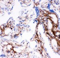 COL1A1 / Collagen I Alpha 1 Antibody - Collagen I antibody IHC-frozen: Human Placenta Tissue.
