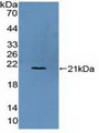 COL6A3 / Collagen VI Alpha 3 Antibody - Western Blot; Sample: Recombinant COL6a3, Human.