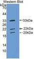 COLEC10 Antibody - Western Blot; Sample: Recombinant protein.