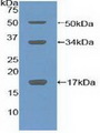 Collagen X Antibody - Western Blot; Sample: Recombinant COL10, Mouse.