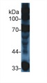 Complement C3a Antibody - Western Blot; Sample: Mouse Serum; Primary Ab: 5µg/ml Rabbit Anti-Mouse C3a Antibody Second Ab: 0.2µg/mL HRP-Linked Caprine Anti-Rabbit IgG Polyclonal Antibody