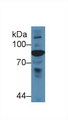 Complement C4 Antibody - Western Blot; Sample: Gallus Serum; Primary Ab: 5µg/ml Rabbit Anti-Gallus C4 Antibody Second Ab: 0.2µg/mL HRP-Linked Caprine Anti-Rabbit IgG Polyclonal Antibody