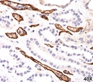 Complement C4d Antibody - C4d antibody Complement 4d immunohistochemistry 3.  This image was taken for the unmodified form of this product. Other forms have not been tested.
