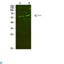 Complement C8A Antibody - Western Blot analysis of 1, mouse-kidney, 2, mouse-heart cells using primary antibody diluted at 1:500 (4°C overnight). Secondary antibody:Goat Anti-rabbit IgG IRDye 800 (diluted at 1:5000, 25°C, 1 hour).