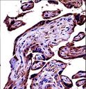 Complement C9 Antibody - C9 Antibody immunohistochemistry of formalin-fixed and paraffin-embedded human placenta tissue followed by peroxidase-conjugated secondary antibody and DAB staining.