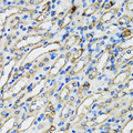 COPB2 / Beta-COP Antibody - Immunohistochemistry of paraffin-embedded mouse kidney tissue.