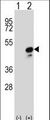 COPS3 / CSN3 Antibody - Western blot of COPS3 (arrow) using rabbit polyclonal COPS3 Antibody. 293 cell lysates (2 ug/lane) either nontransfected (Lane 1) or transiently transfected (Lane 2) with the COPS3 gene.