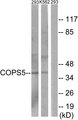 COPS5 / JAB1 Antibody - Western blot analysis of lysates from 293 and K562 cells, using COPS5 Antibody. The lane on the right is blocked with the synthesized peptide.