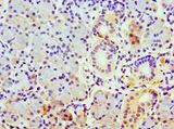 COPS7A Antibody - Immunohistochemistry of paraffin-embedded human pancreas tissue using antibody at 1:100 dilution.