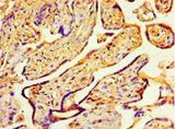 COPS7A Antibody - Immunohistochemistry of paraffin-embedded human placenta tissue using CSB-PA8880068HA01HU at 1:100 dilution.  This image was taken for the unconjugated form of this product. Other forms have not been tested.