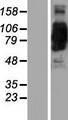 Coronin 7 / CORO7 Protein - Western validation with an anti-DDK antibody * L: Control HEK293 lysate R: Over-expression lysate