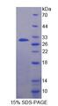 Alpha-S1-Casein / CSN1S1 Protein - Recombinant Casein Alpha (CSN1) by SDS-PAGE