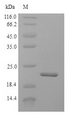 IFNAG Protein - (Tris-Glycine gel) Discontinuous SDS-PAGE (reduced) with 5% enrichment gel and 15% separation gel.