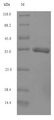 IFNAG Protein - (Tris-Glycine gel) Discontinuous SDS-PAGE (reduced) with 5% enrichment gel and 15% separation gel.