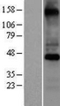 COX10 Protein - Western validation with an anti-DDK antibody * L: Control HEK293 lysate R: Over-expression lysate