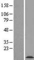 COX16 / C14orf112 Protein - Western validation with an anti-DDK antibody * L: Control HEK293 lysate R: Over-expression lysate