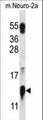 COX5A Antibody - COX5A Antibody western blot of mouse Neuro-2a cell line lysates (35 ug/lane). The COX5A antibody detected the COX5A protein (arrow).