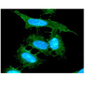 COX5A Antibody - ICC/IF analysis of COX5A in HeLa cells line, stained with DAPI (Blue) for nucleus staining and monoclonal anti-human COX5A antibody (1:100) with goat anti-mouse IgG-Alexa fluor 488 conjugate (Green).